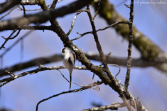 身軽な故に 身軽な故に