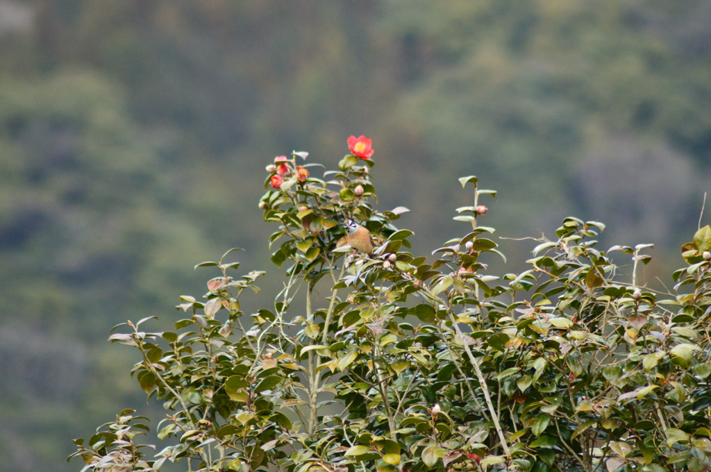 待ち合わせは椿の木の上で