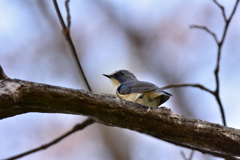 冬の間よろしくね〜♪