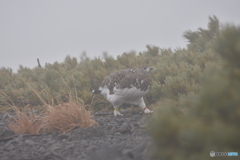 高山に生きる