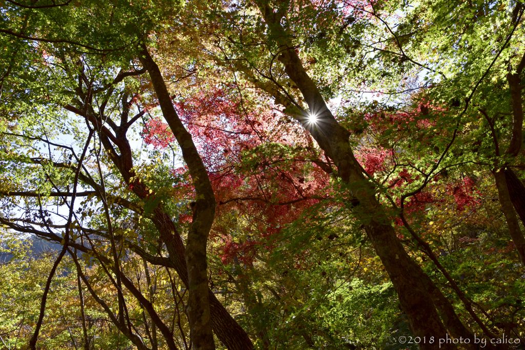 踊るように輝く日差し