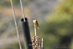 小休止 Ⅰ 小休止 Ⅰ