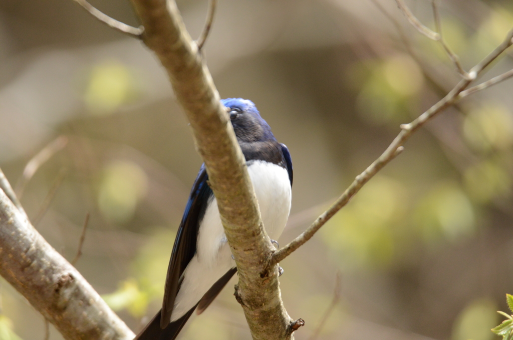 ちらりと登場①