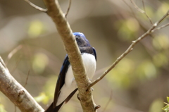ちらりと登場①