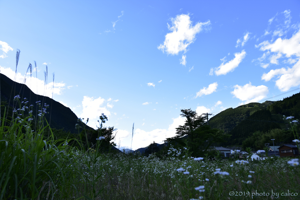 あいの風　東風 (こち) の風