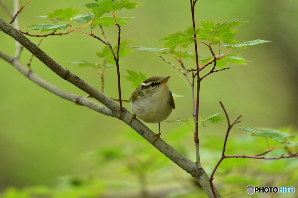 新緑の柔らかい陽射しの中で