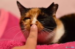 挨拶するニャ