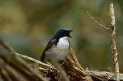 紺色の貴公子　Ⅱ