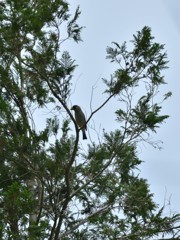 マメコロガシくん