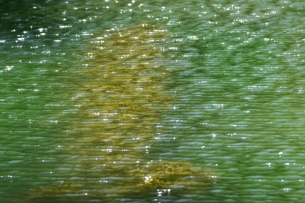 翡翠色のオシドリ池