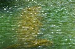 翡翠色のオシドリ池