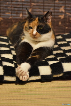また･･･眠くなって来たニャ