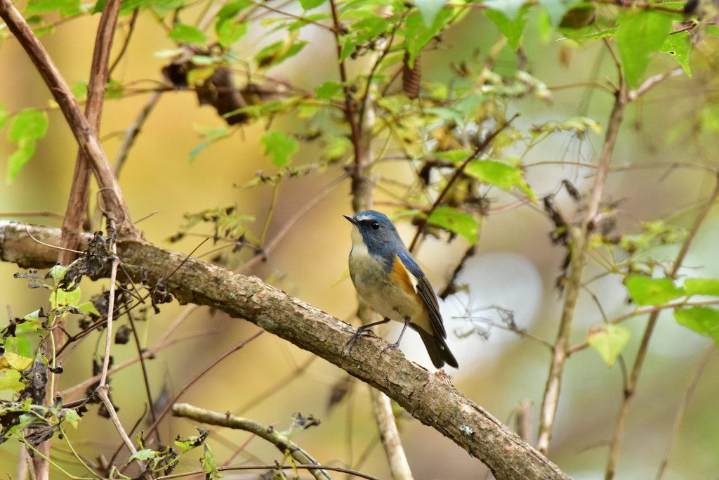 たくましく生きる