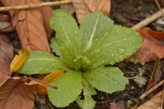 楽しみにしてるよ