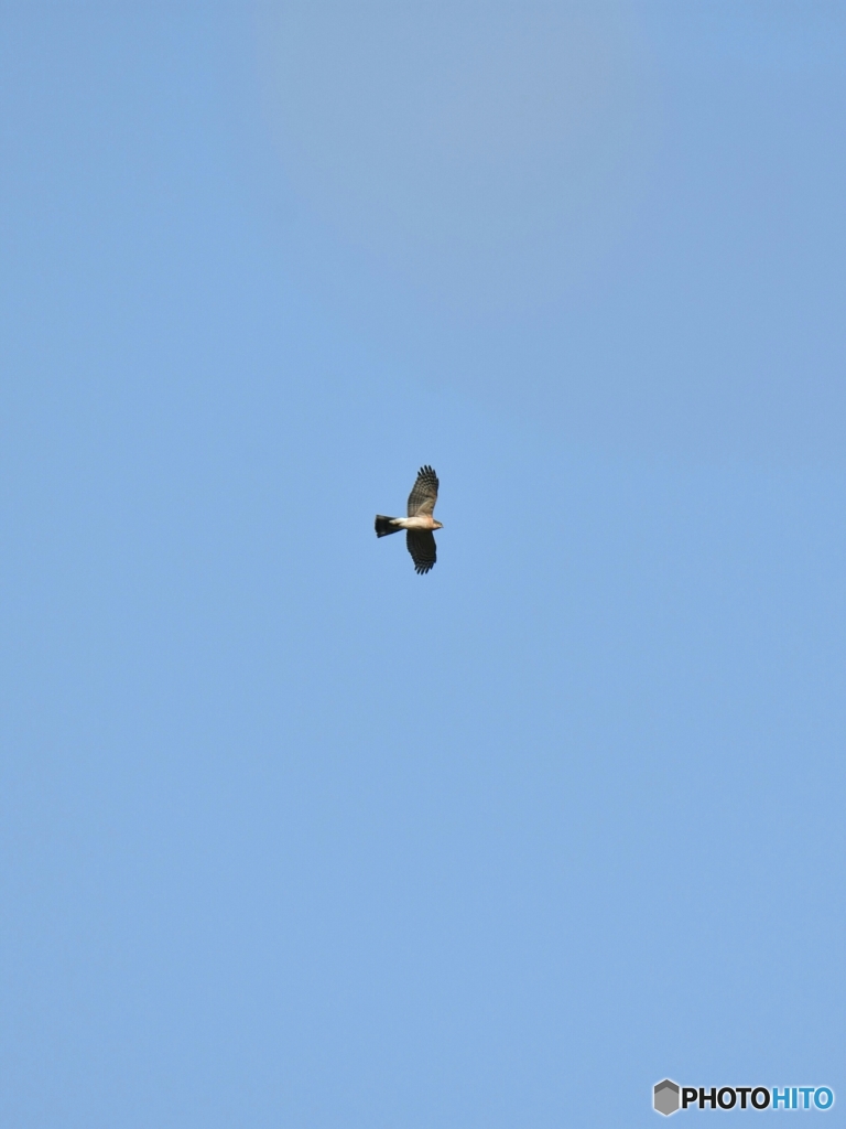 通りすがりのハイタカさん