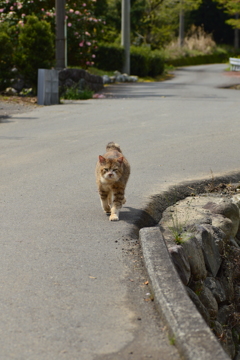 お久しぶりニャ