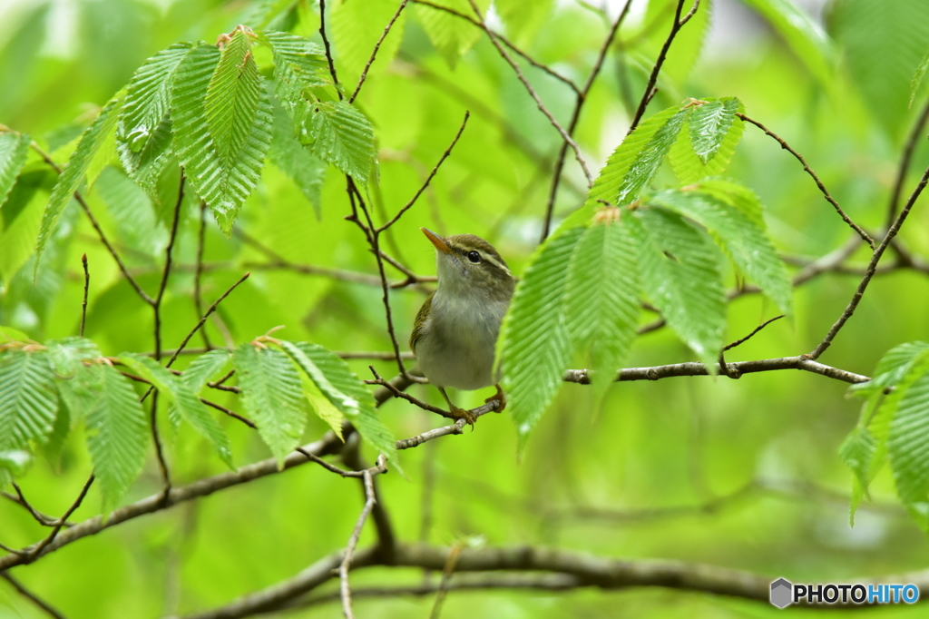 ここで雨宿りしようかな