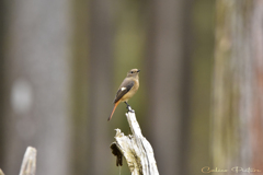 最後はジョウビタキ