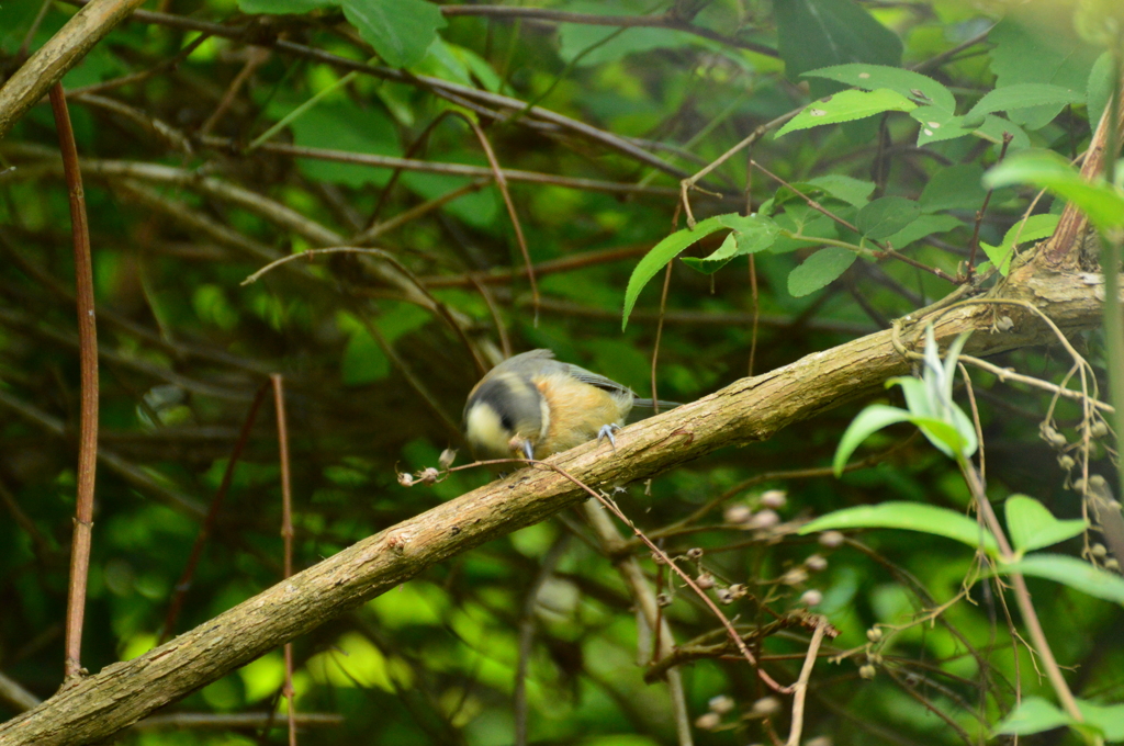 よいしょ よいしょ