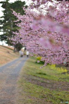 美和桜