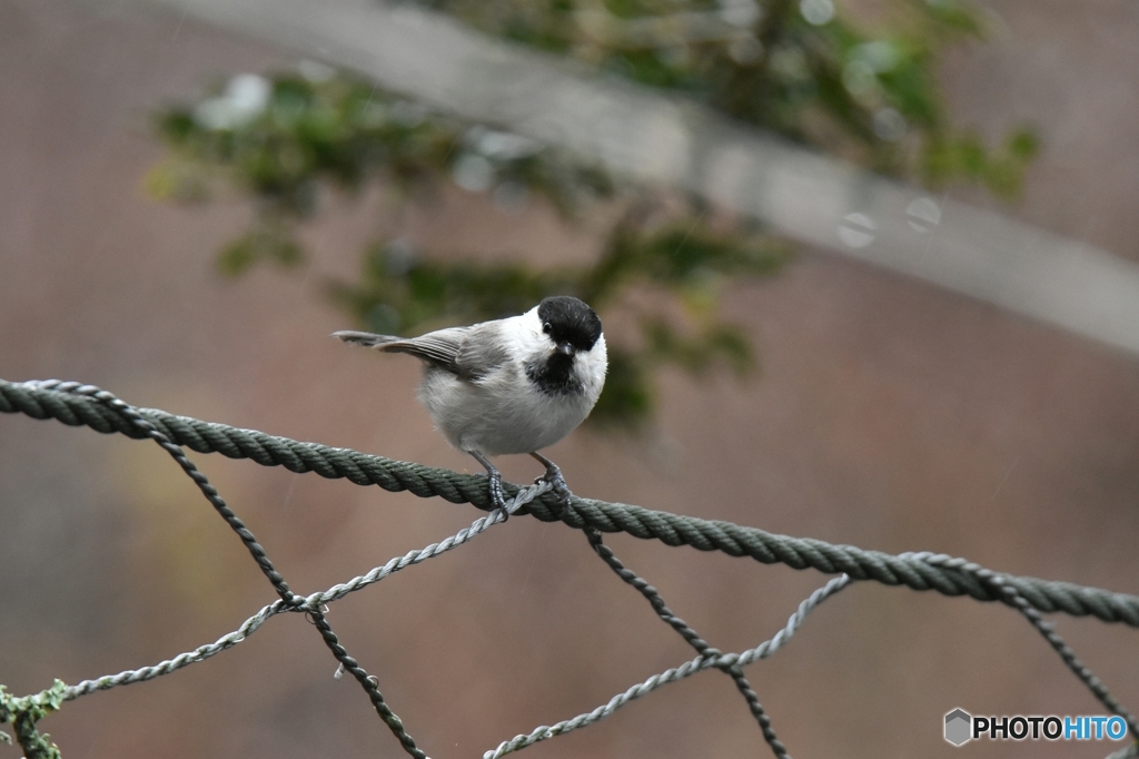 春の雨が降る山葵田から ①