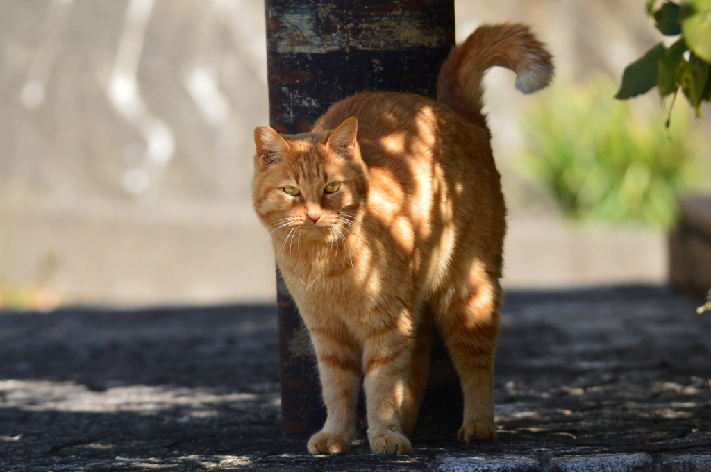 猫の匂いがする人間ニャ