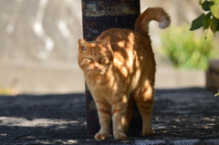 猫の匂いがする人間ニャ