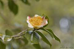 二年ぶりの開花