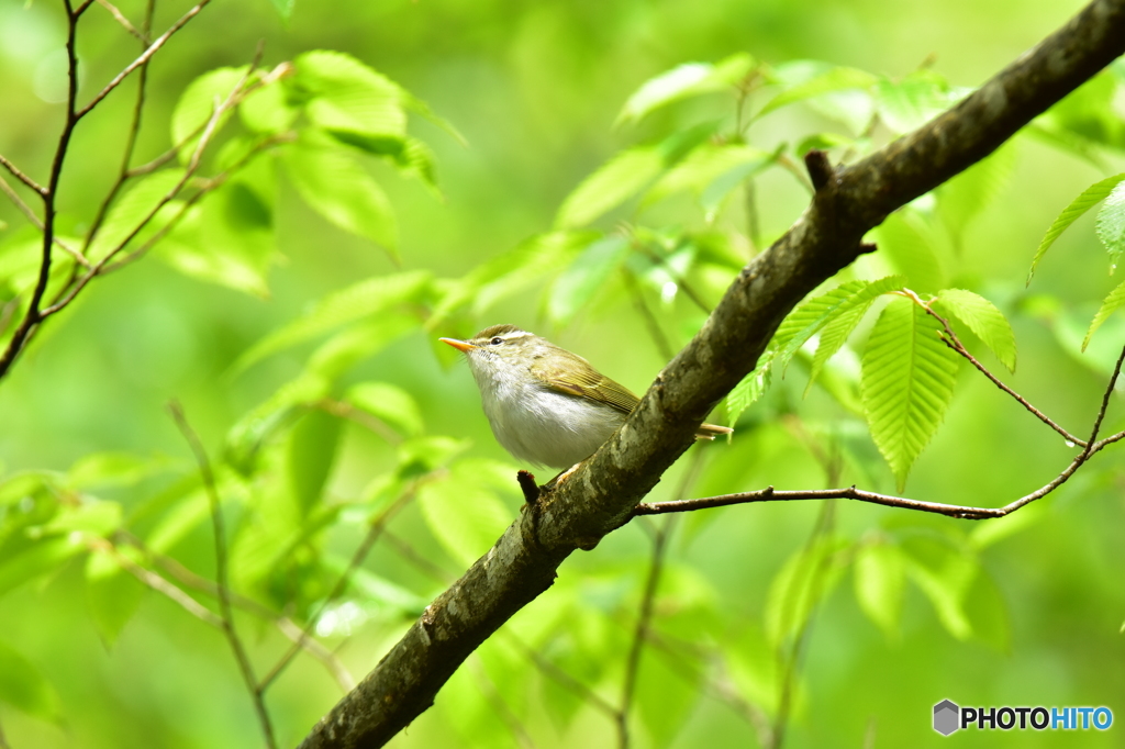 新緑とセンダイムシクイ