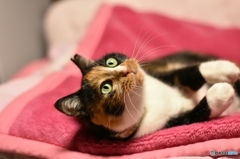 何かいるニャ！