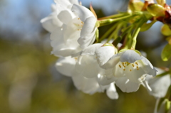 純白の桜
