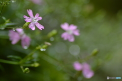 花姿やさしく 花姿やさしく