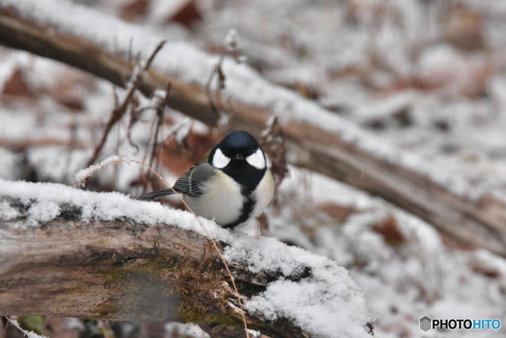 寒さに負けないぞ