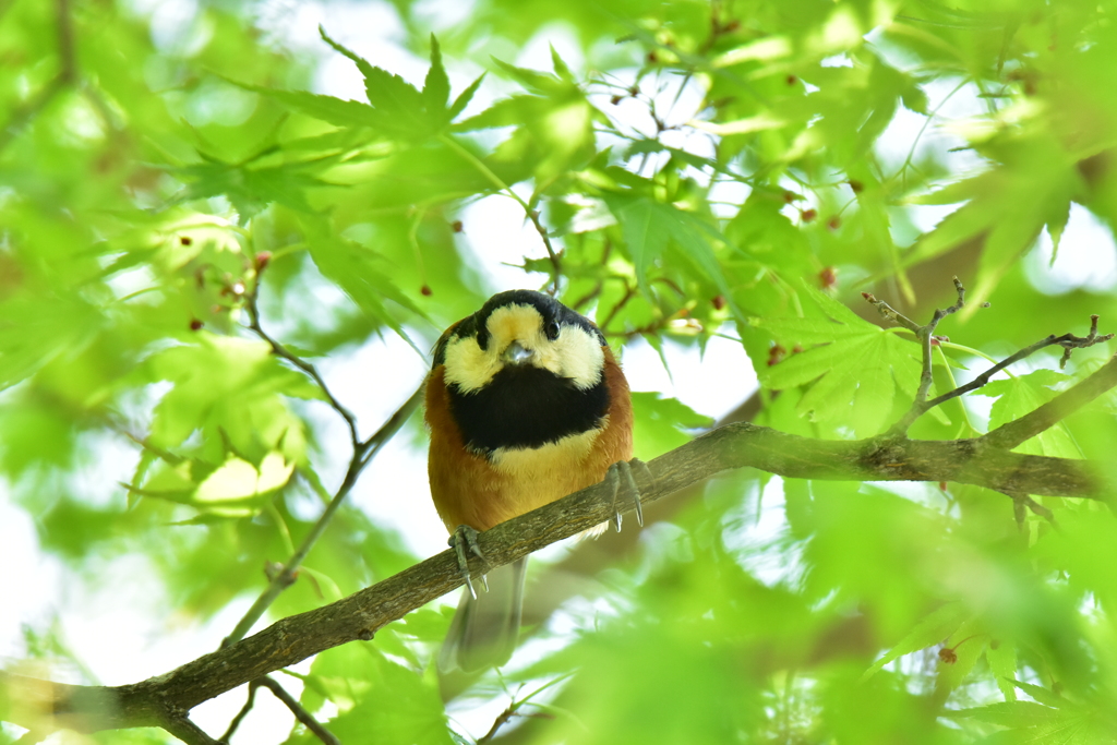 大忙しのヤマガラ