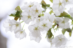 純白の大島桜