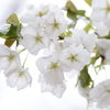 純白の大島桜