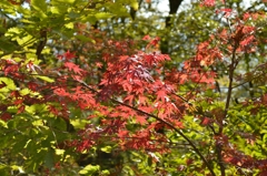 紅