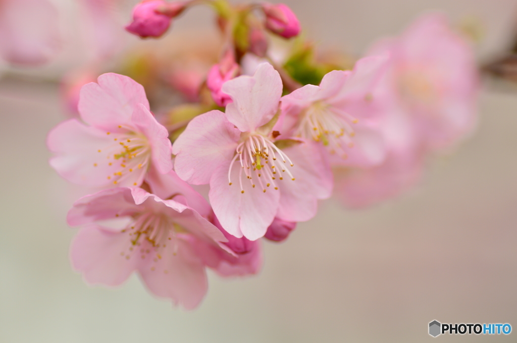 眩い美和桜 Ⅱ