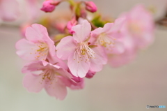 眩い美和桜 Ⅱ