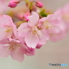 眩い美和桜 Ⅱ