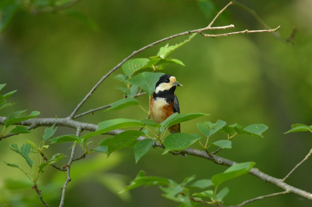 虫が増えて嬉しいよ♪