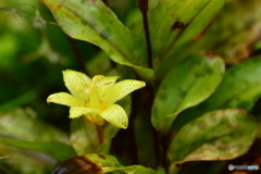 秋の花続々と