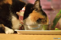 お腹が減ったニャ