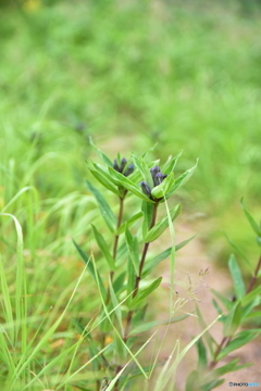 開花を待つ
