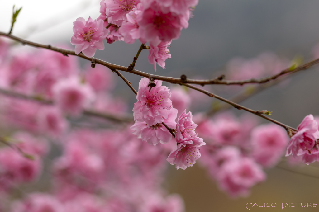 花桃咲いた Ⅱ