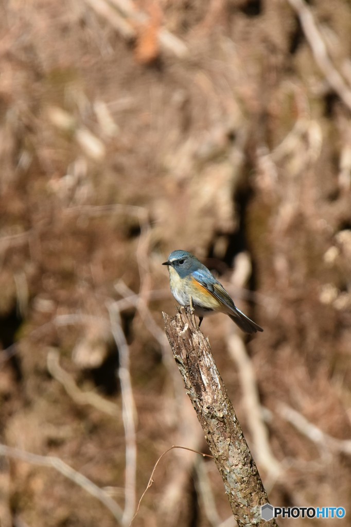 彫りが深いね！