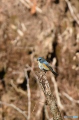 彫りが深いね！