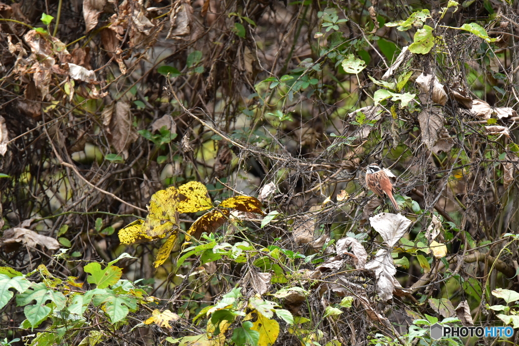 草むらに佇むホオジロ