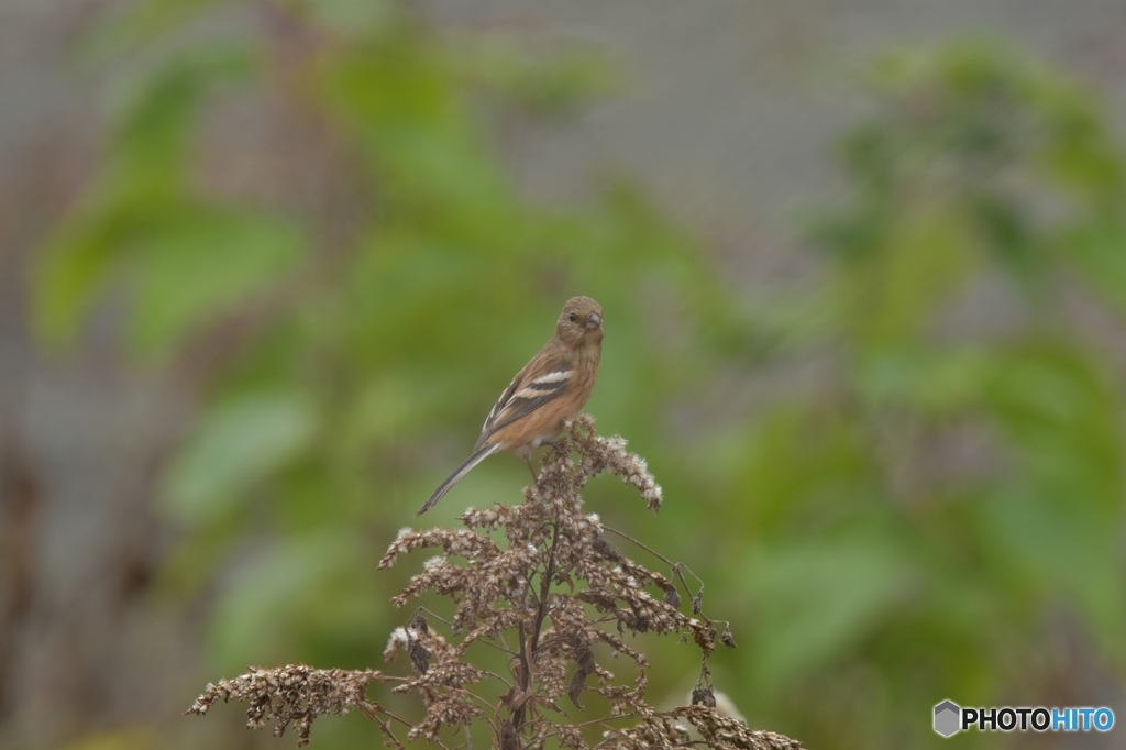 おちょぼ口のベニマシコ