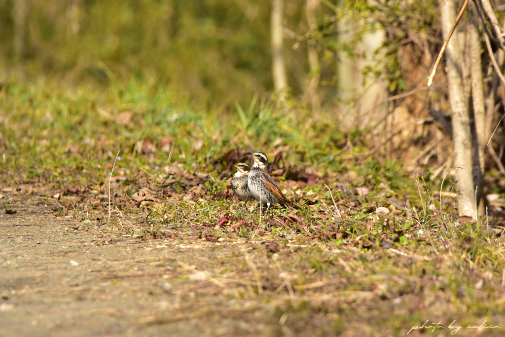 仲良しではないのだ…